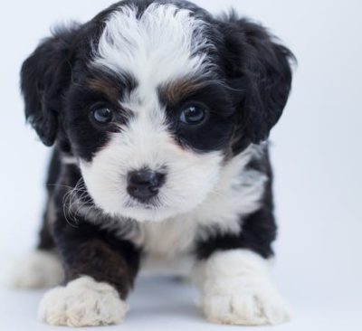 How to Start Training a Puppy or Dog